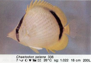 Chaetodon selene